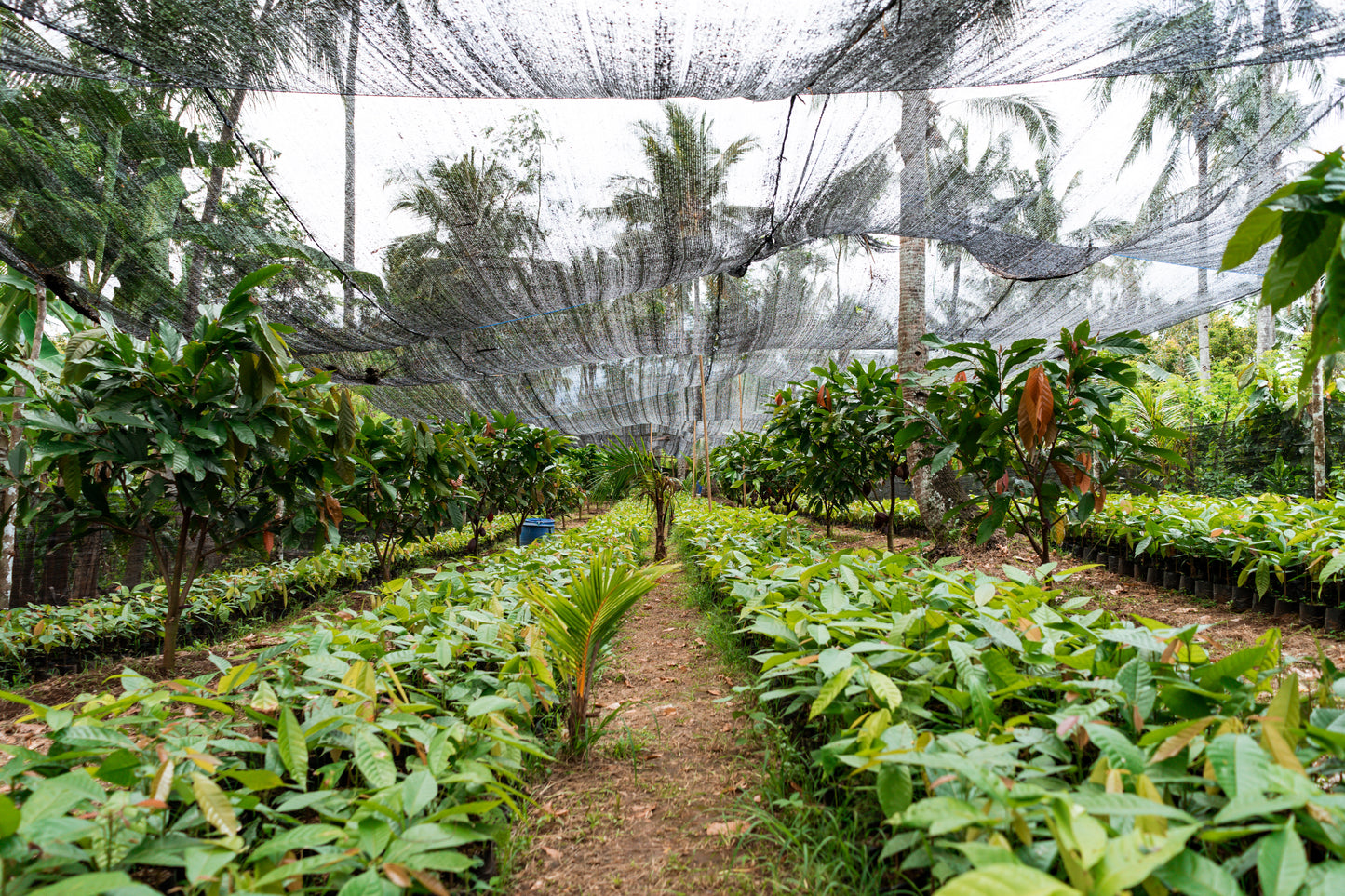 Cacaowonder ceremoniële cacao blok 120 gram