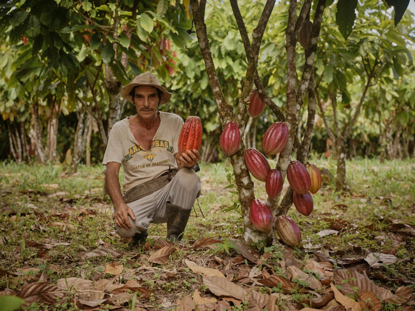 Ceremoniële cacao Costa Rica