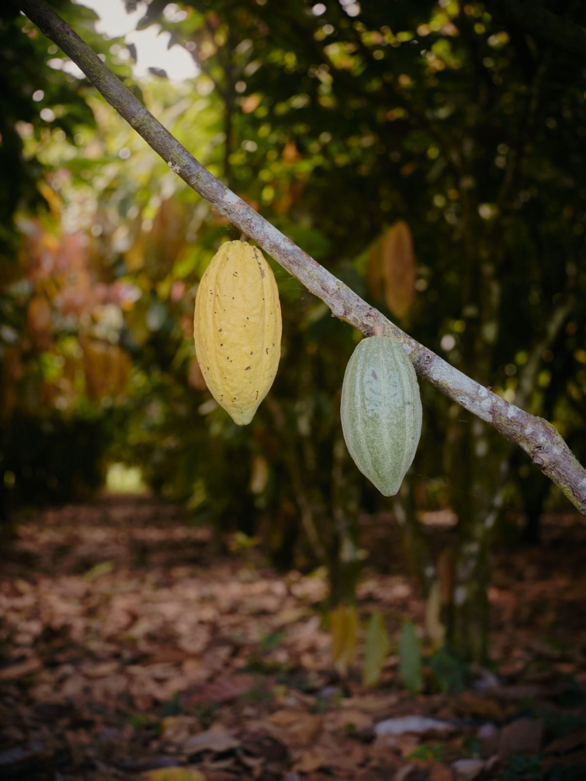 Ceremoniële cacao Costa Rica