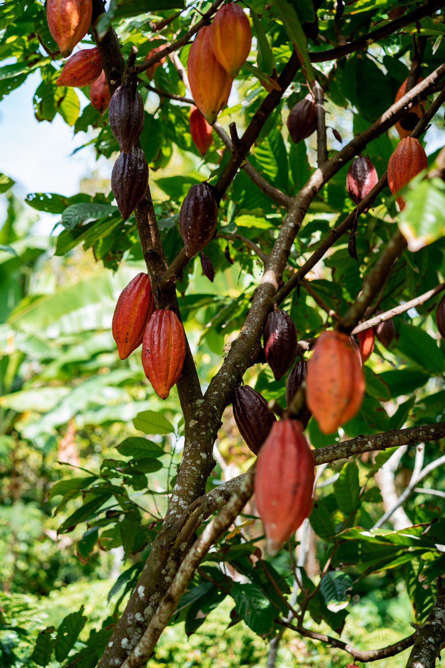 Specialty barista cacao met kokosbloesem suiker