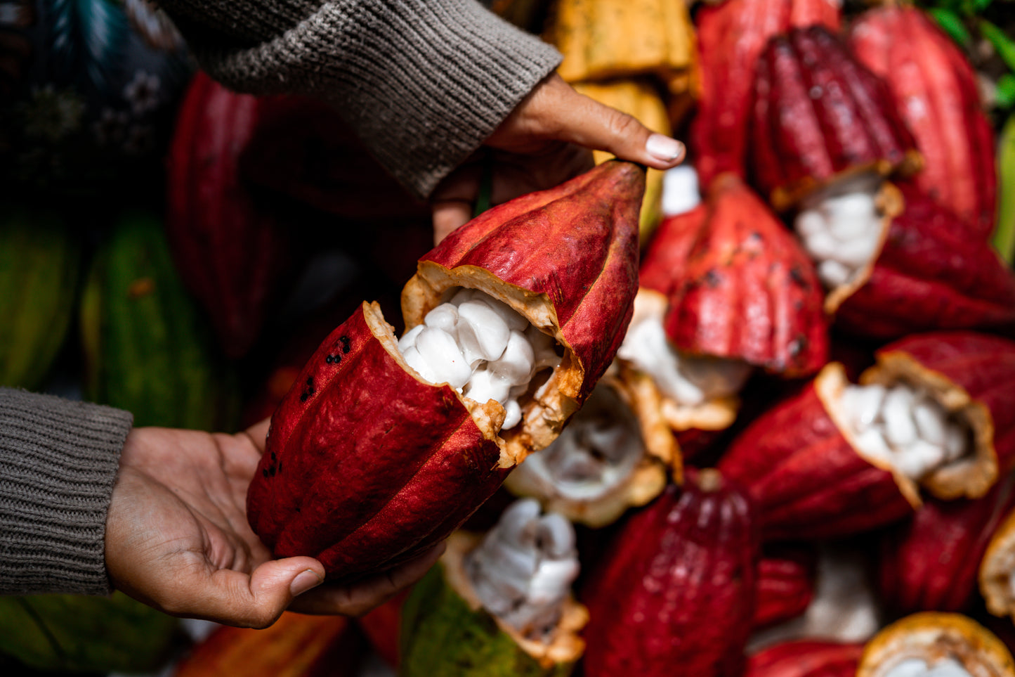 Specialty Barista Cacao zonder suiker