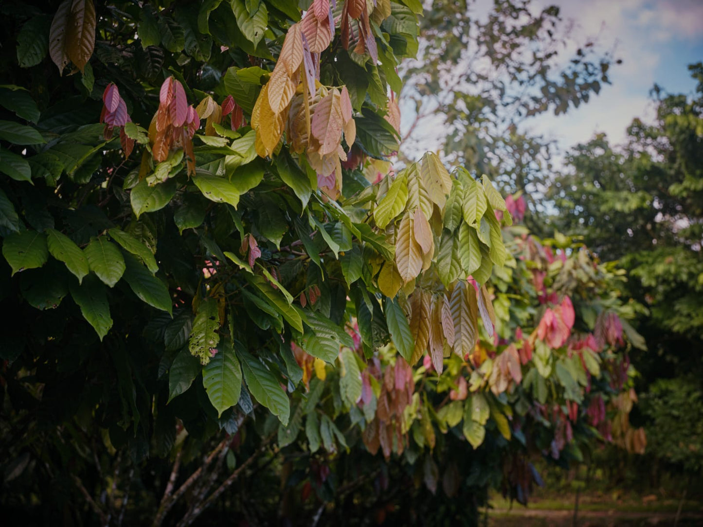 Ceremoniële cacao Costa Rica